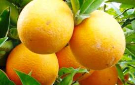 AGRUMICULTURA, Dall’arancia “tardivo” nuove possibilità per il settore nel Sarrabus