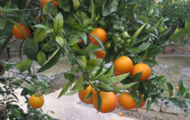 SARRABUS, Riconoscimento nazionale per l’arancio “tardivo”, la “sapa” e il “Binu de arangiu”