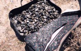 OLBIA, Pesca abusiva a Cala Saccaia: sequestrati oltre 30 chili di cozze. Controlli alla Sagra delle Cozze