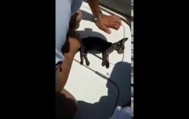 Il VIDEO del soccorso della Guardia Costiera ad un gattino caduto in mare