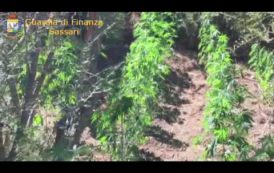 Il VIDEO del sequestro ad Oschiri di una piantagione di marijuana con 270 piante